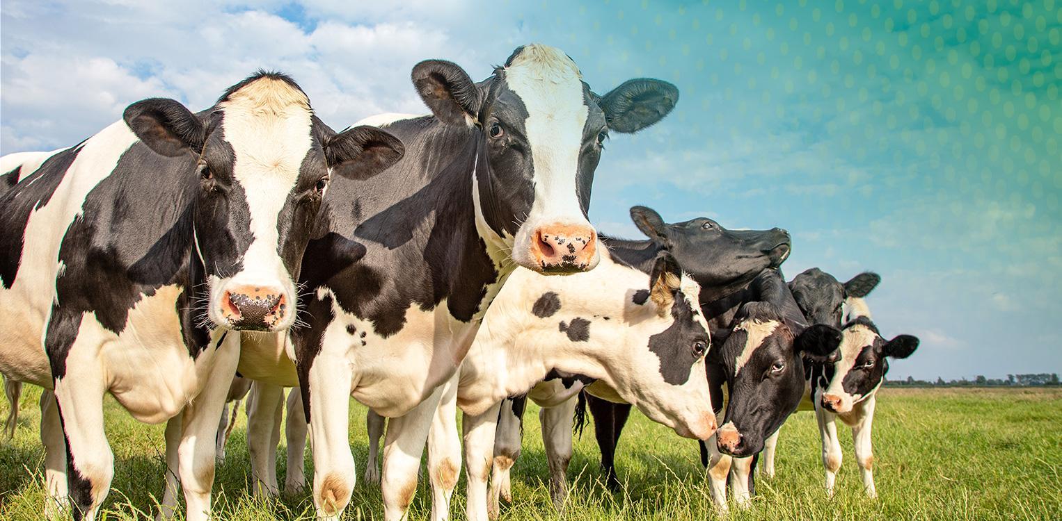 Cows on the pasture © Clara Bastian/istockphoto