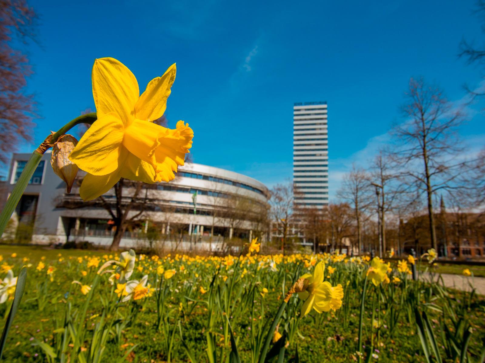 Frankfurt (Oder) im Frühling mit Osterglocken auf einer Wiese © Stadtmarketing Frankfurt (Oder)