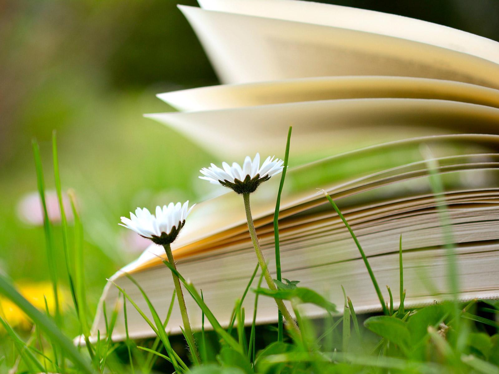 Open book lying on a meadow © congerdesign/Pixabay