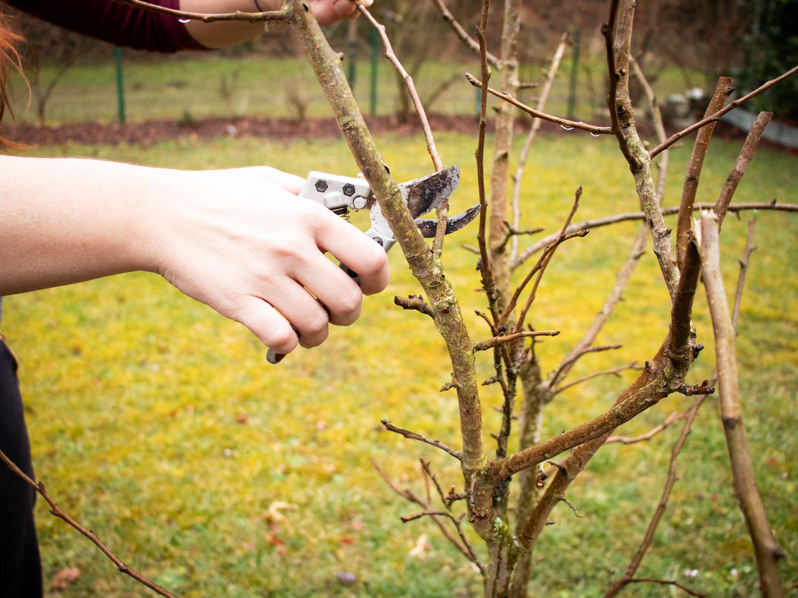 Przycinanie drzew owocowych © Carina Wojtak/Pixabay