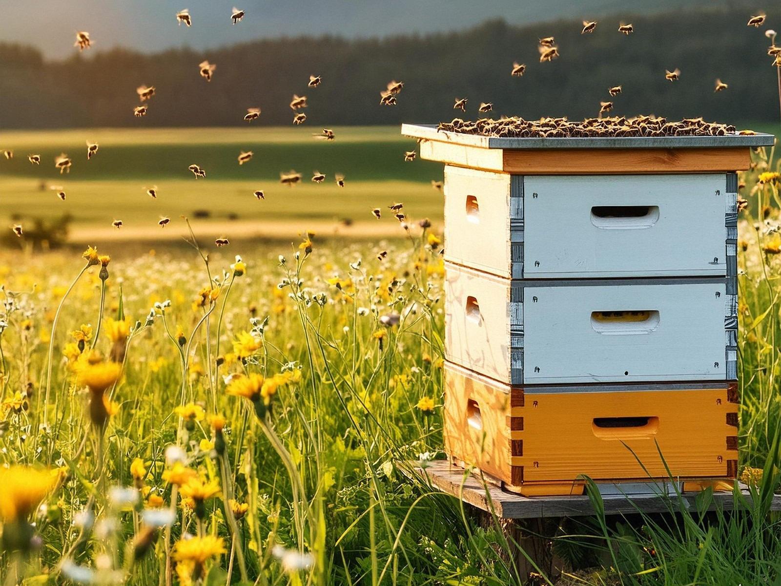Bienenstock auf einer Wiese