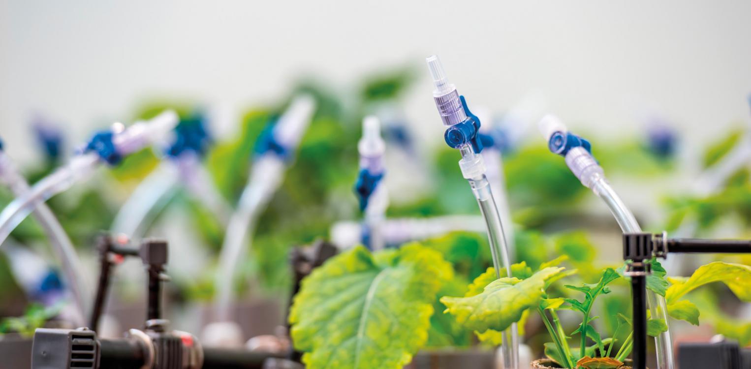 Research on plants at the Leibniz-Centre for Agricultural Landscape Research (ZALF) e. V. © Christian Haecker/ZALF