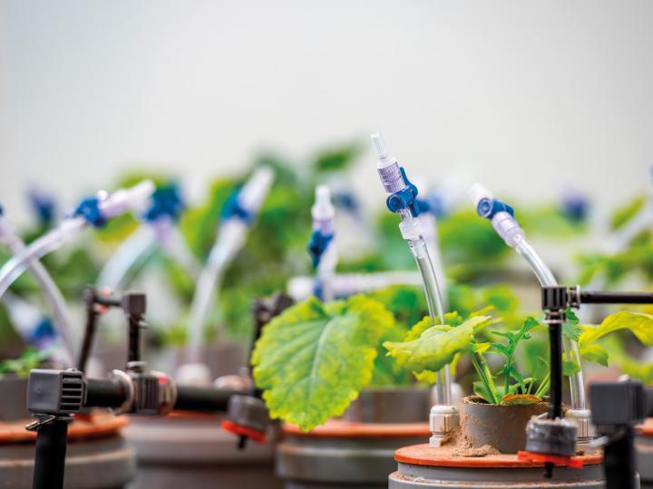 Research on plants at the Leibniz-Centre for Agricultural Landscape Research (ZALF) e. V. © Christian Haecker/ZALF