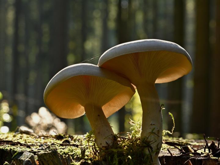 Pilze im Wald