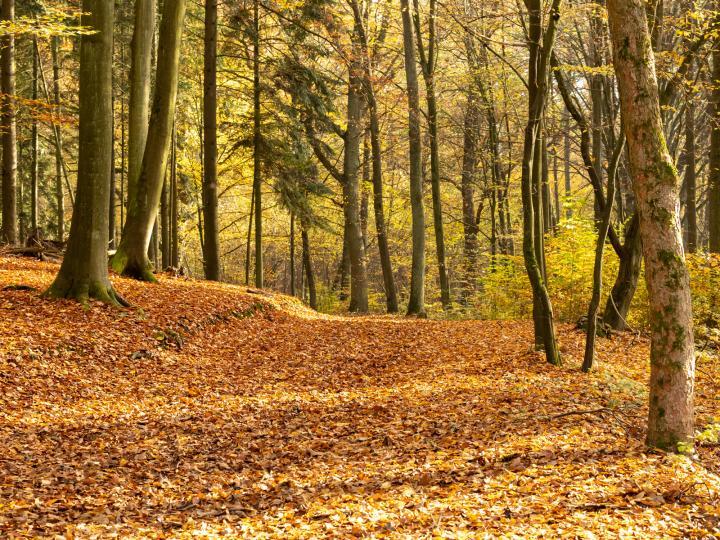 Herbstlicher Mischwald © Andreas Prinz Fotografie