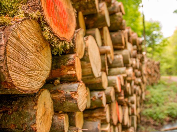 Pozyskane drewno w leśnictwie © Christoph Zimmermann/Pixabay
