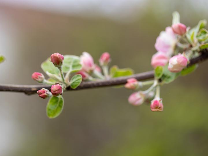 Cherry blossom © Andreas Prinz Fotografie