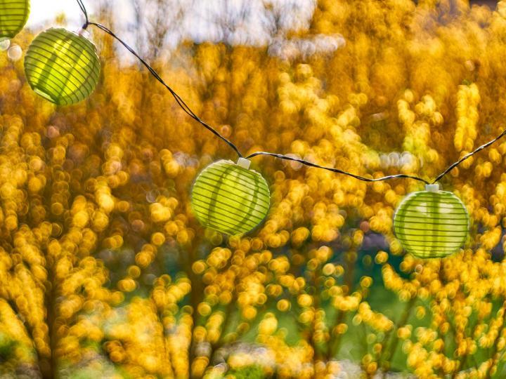 Lampions vor blühenden Bäumen © Markus Distelrath/Pixabay