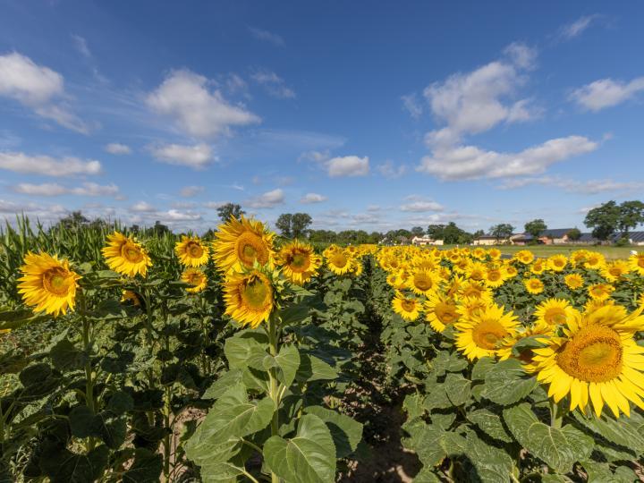 Feld mit Sonnenblumen © Fotografie Andreas Prinz