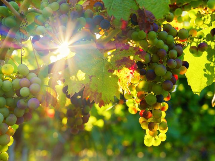 Winogrona w świetle słońca © Bruno/Pixabay