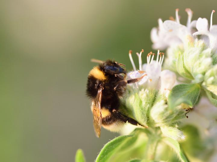 Eine Wildbiene auf einer Blüte © Pixabay/Leopictures
